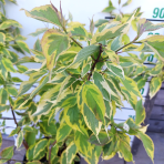 Drieň biely (Cornus alba) ´GOUCHAULTII´ – výška 70-110 cm, kont. C12L 